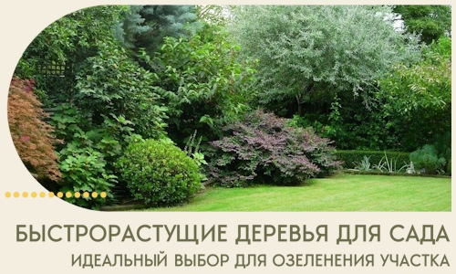 Быстрорастущие деревья для сада идеальный выбор в Арсеньеве