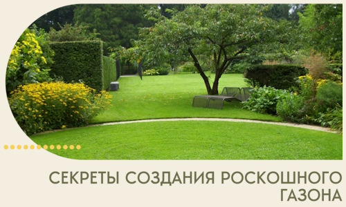 Секреты создания роскошного газона в Арсеньеве