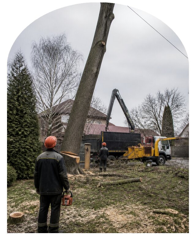 Валка деревьев на участке и расчистка территории в Арсеньеве